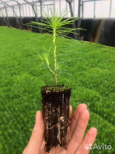 Саженцы ели зкс оптом