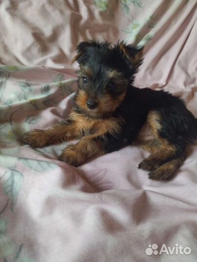 Йоркширский терьер