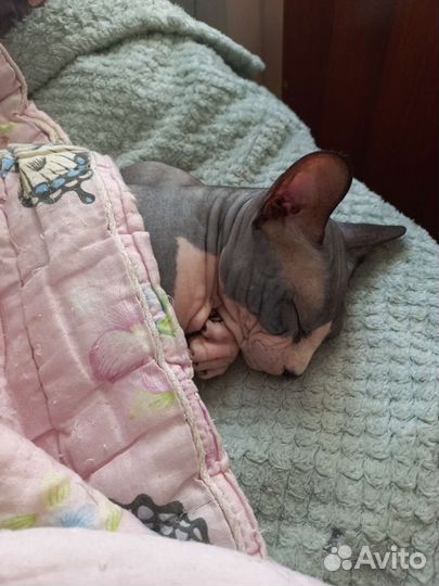 Сфинкс вязка