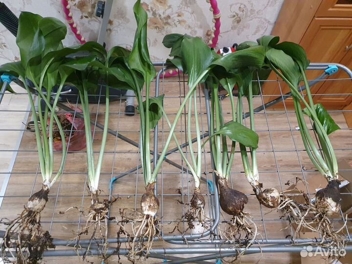 Амазонская Лилия Эухарис