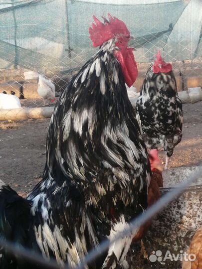 Инкубационное яйцо Русская хохлатая и Астралорп