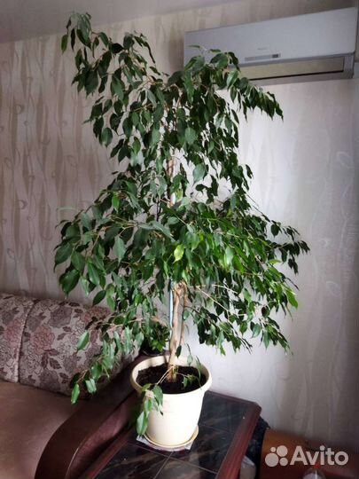 Фикус Бенджамина большой