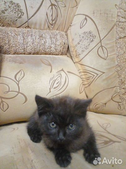 Котята в добрые руки девочка