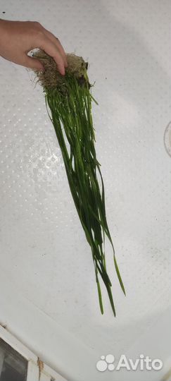 Аквариумные растения(Валлиснерия)