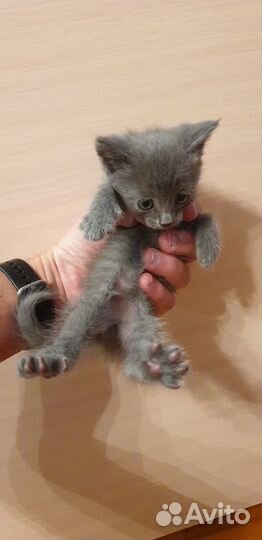 Котята от кошки мышеловки