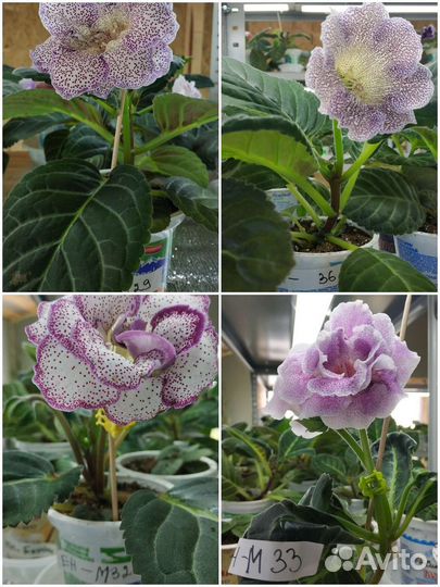 Глоксинии сортовые