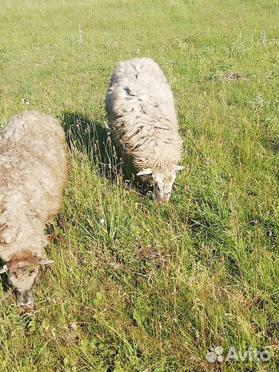 Овцы, бараны