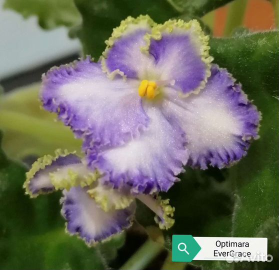 Листовой свежесрезанный черенок фиалки