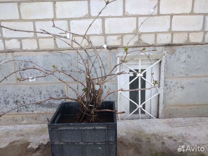 Двухлетние саженцы винограда Раджа