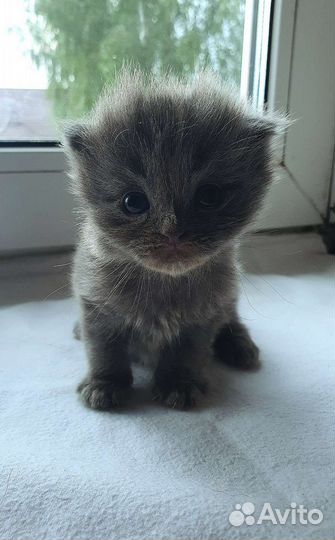 Кошки