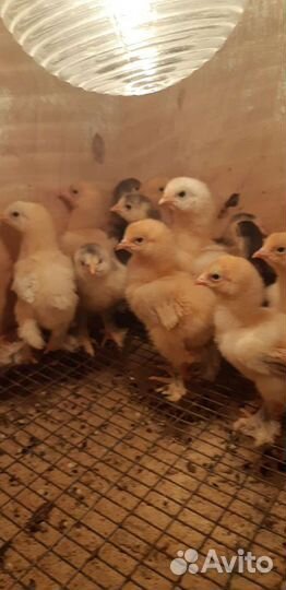 Инкубационное яйцо Брамы, Кохинхинов,мини леггорн