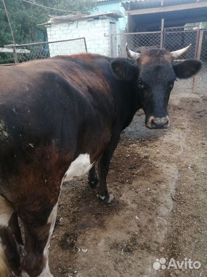 Коровы дойные молочные