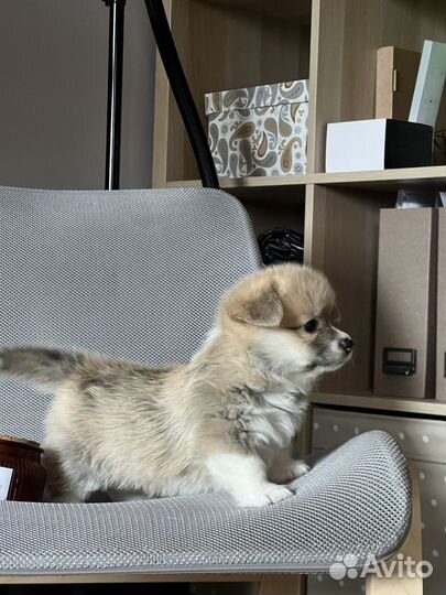 Высокопородные щенки вельш корги пемброк