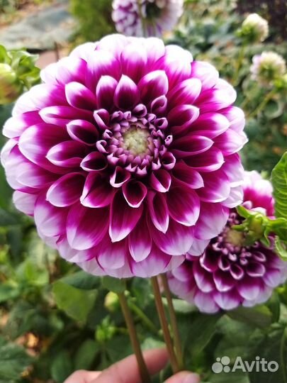 Георгины клубни