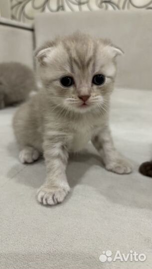 Шотландские котята