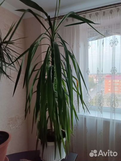Комнатные цветы юкка