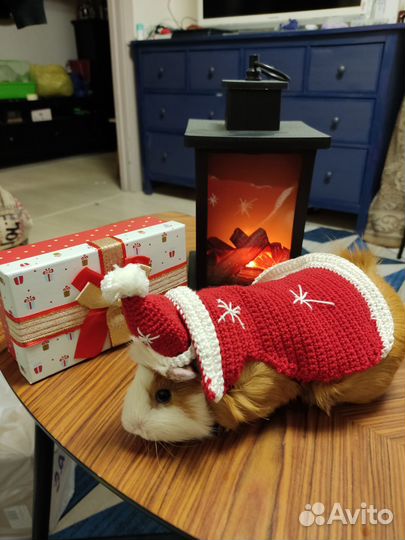 Костюм для морской свинки