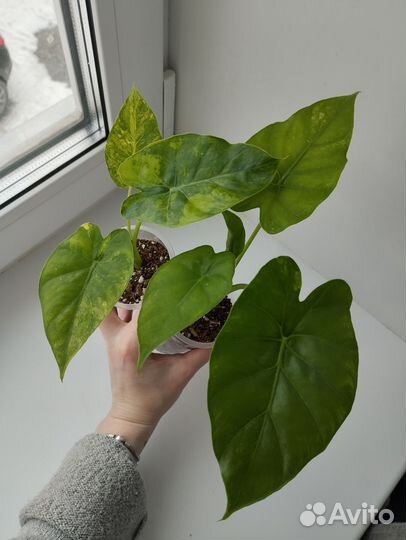 Алоказии гагеана вар, кукулата минт