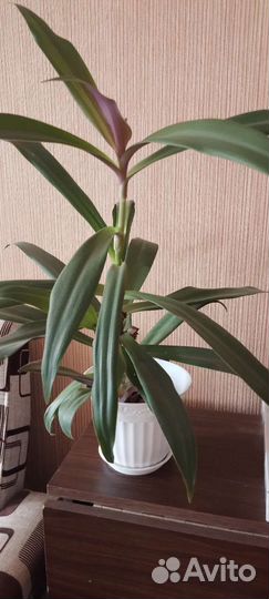 Традесканция рео