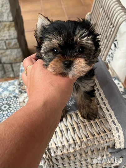 Йоркширский терьер девочка маленькая
