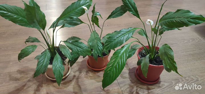 Спатифиллум