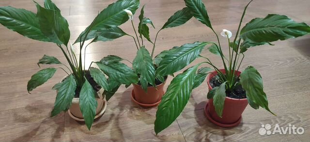 Спатифиллум