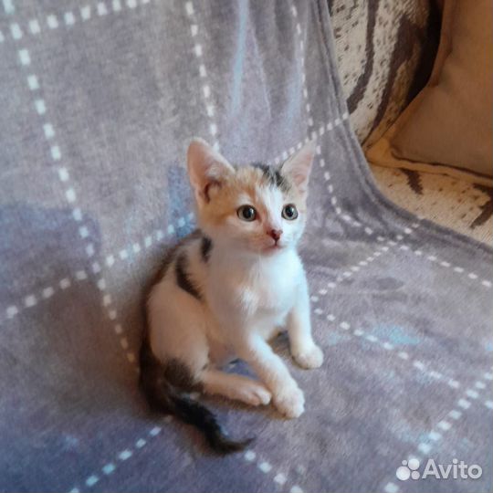 4 милые котёнка. 3 девочки и 1 мальчик