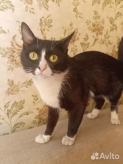 Кот-мышелов ищет дом