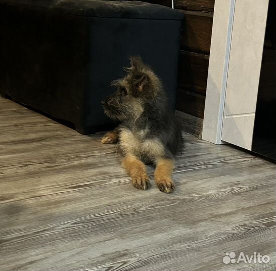 Щенки бесплатно