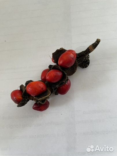 Магнолия суланжа белая