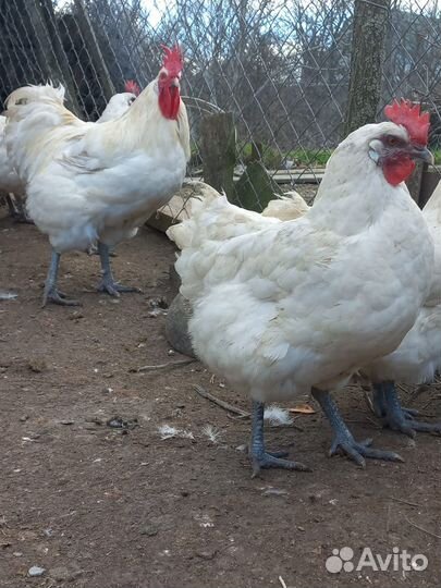 Куры Бресс Гальские