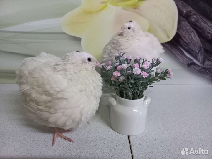 Перепела несушки