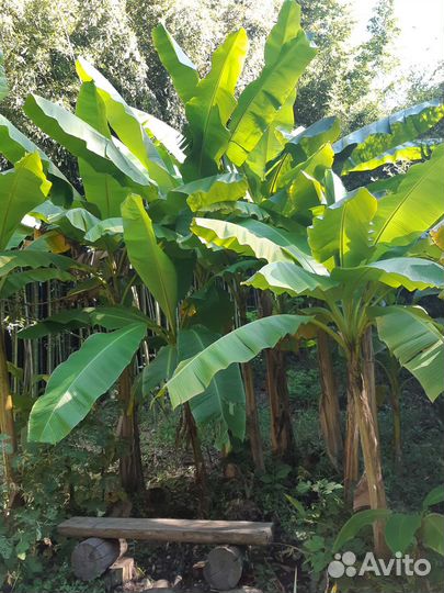 Банан японский