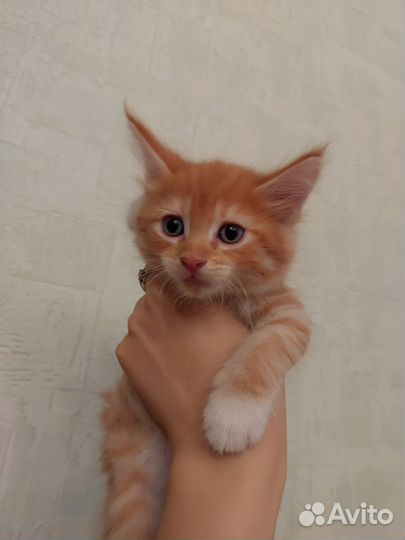 Котята мейн-кун