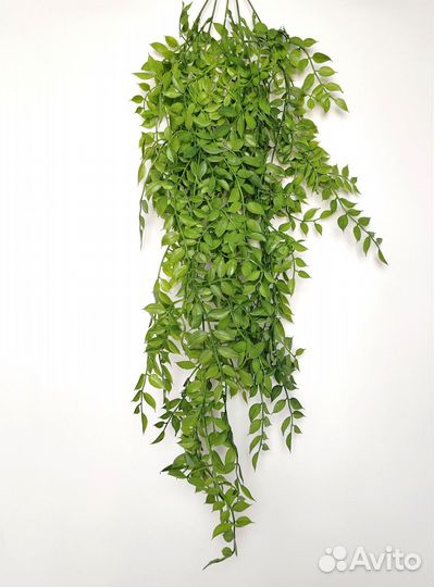 Растения для завершения фисташка опт