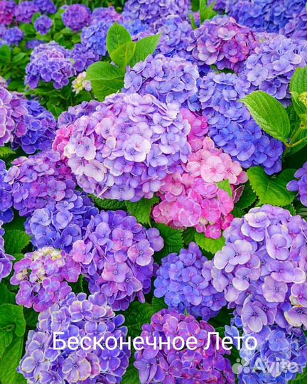 Гортензия крупнолистная саженцы