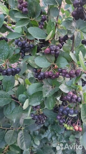 Ягоды черноплодной рябины