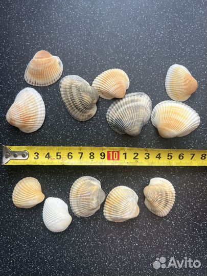 Морская ракушка в аквариум