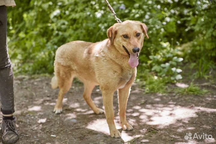 В добрые руки изящная собака Джима