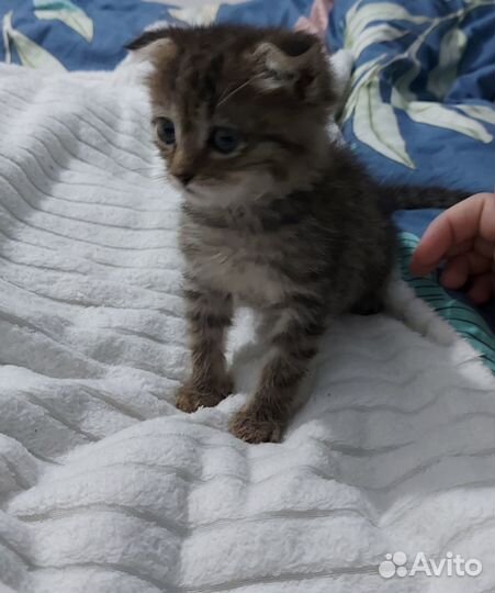 Отдам котят
