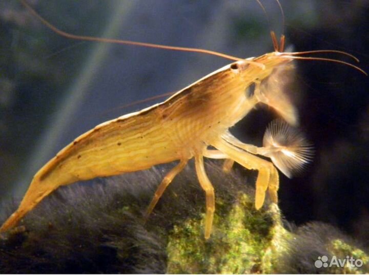 Креветка фильтратор 5см в аквариум