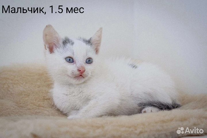 Карапузики