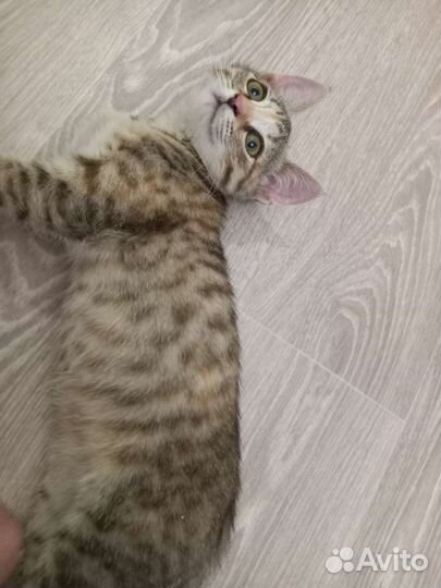 Кошка 2,5 месяца
