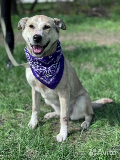 Молодая собака из приюта бесплатно