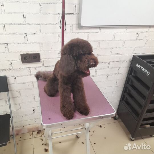 Стрижка собак груминг, кошек