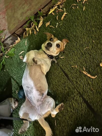 Ищем выгульщика, Нужен Выгул Собак