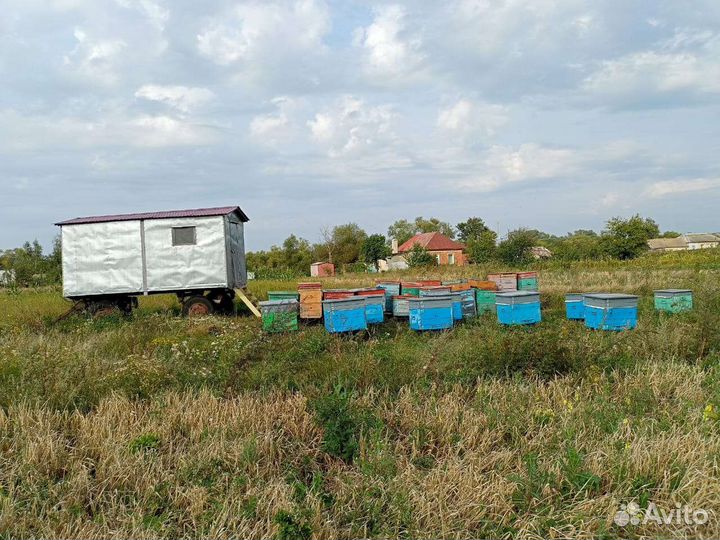 Пасека