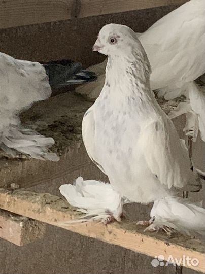 Андижанские голуби и узбеки