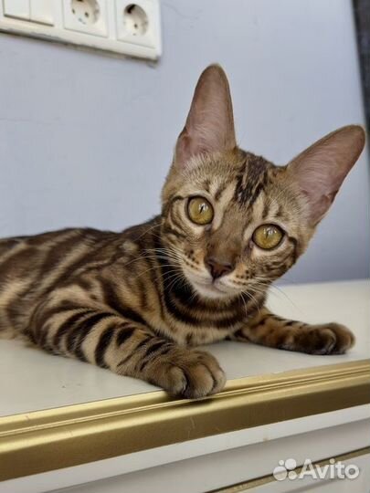Бенгальский котенок