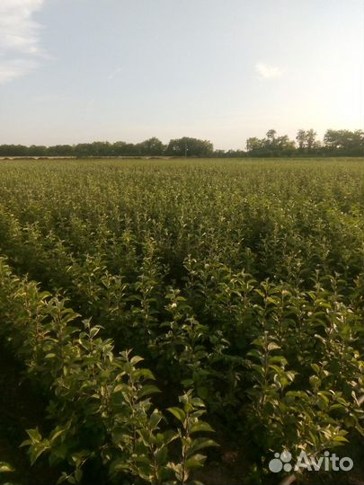 Саженцы плодовых деревьев
